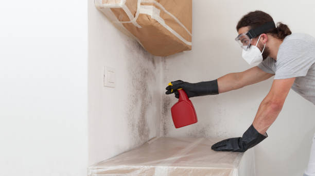 Professional Basement Mold Remediation technician working in Columbia, IL
