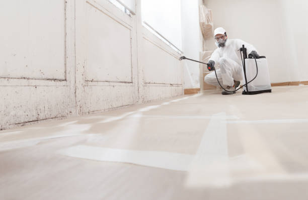 24/7 Emergency Basement Mold Remediation experts in Columbia, IL