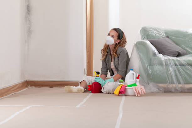 Reliable Basement Mold Remediation contractor in Columbia, IL by Mold Remediation HQ