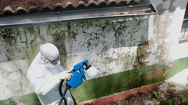 Top rated local Basement Mold Remediation specialists in Columbia, IL
